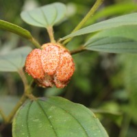 Melastoma sp.